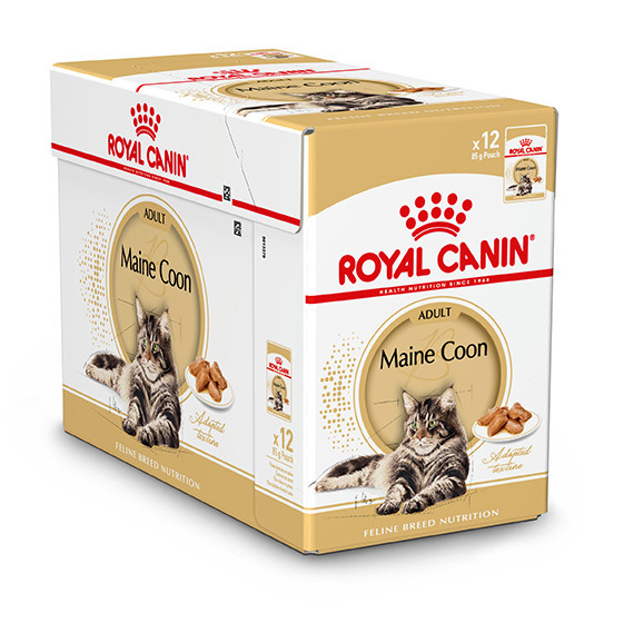 maine coon wet food